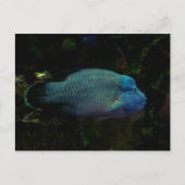 Carte Postale Poisson bleu cool (Devant)