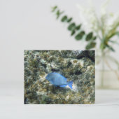 Carte Postale poisson bleu de roatán (Debout devant)