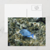 Carte Postale poisson bleu de roatán (Devant / Derrière)