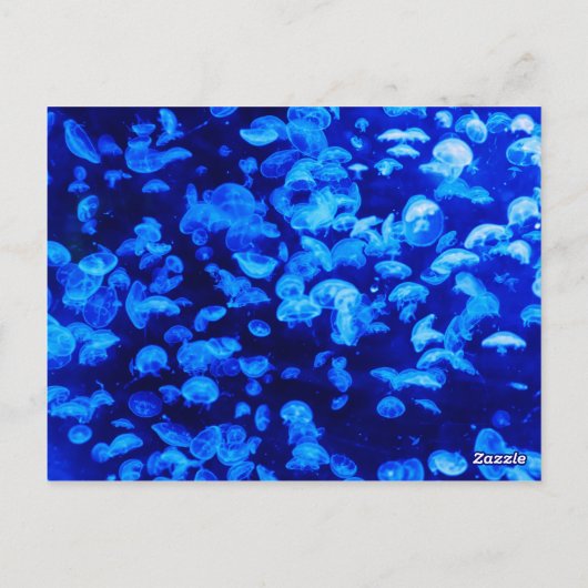 Carte Postale Poisson bleu gelé (Dos)