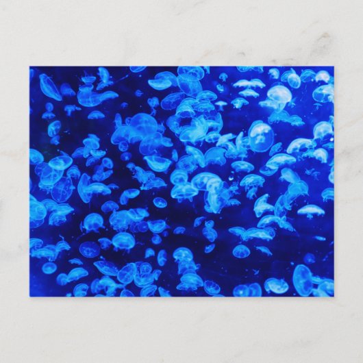 Carte Postale Poisson bleu gelé (Devant)