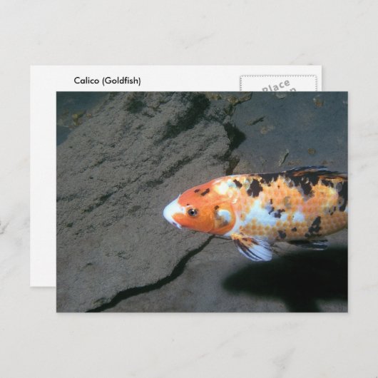 Carte Postale Poisson Calico (Devant / Derrière)