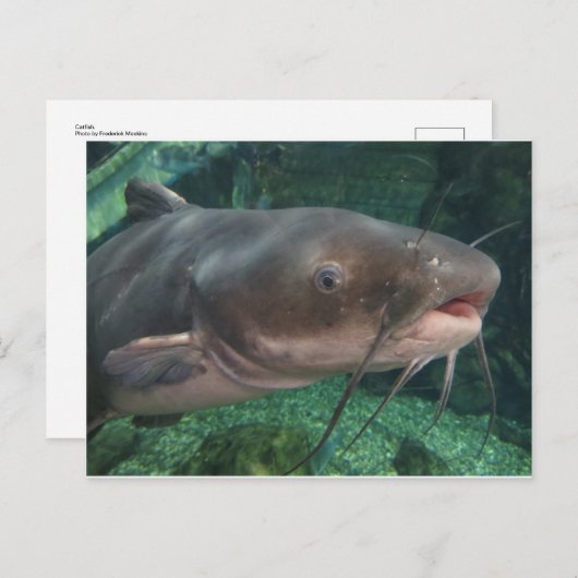 Carte Postale Poisson-chat (Devant / Derrière)