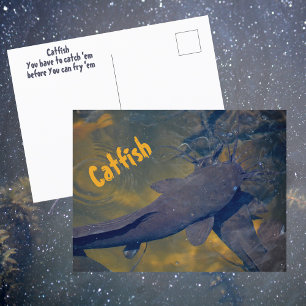 Carte Postale Poisson-chat dans la photographie de poissons dans