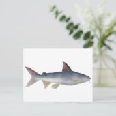 Carte Postale Poisson-chat tacheté (Debout devant)