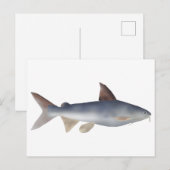Carte Postale Poisson-chat tacheté (Devant / Derrière)