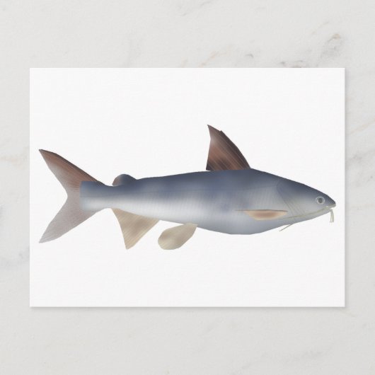 Carte Postale Poisson-chat tacheté (Devant)