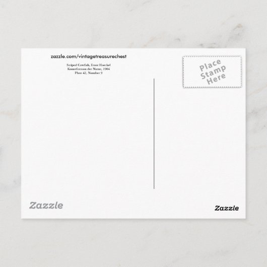 Carte Postale Poisson-chien rayé Ernst Haeckel Art raffiné (Dos)