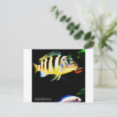Carte Postale Poisson cichlidé noir et jaune (Debout devant)