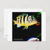 Carte Postale Poisson cichlidé noir et jaune (Devant / Derrière)