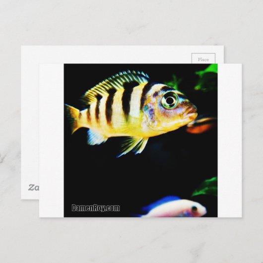 Carte Postale Poisson cichlidé noir et jaune (Devant / Derrière)