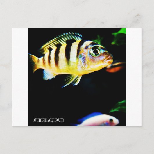 Carte Postale Poisson cichlidé noir et jaune (Devant)