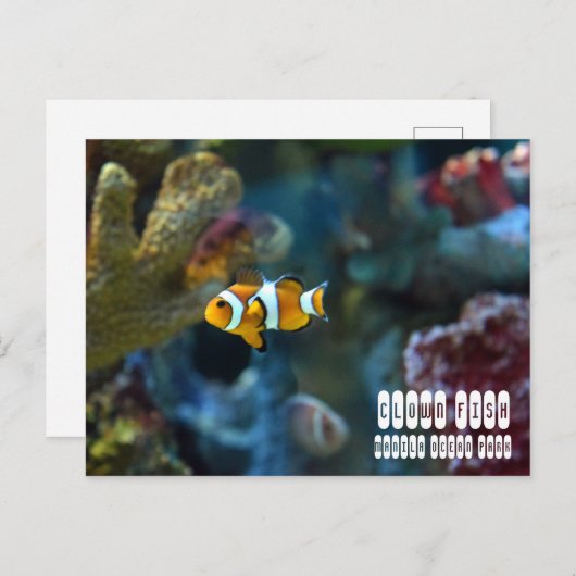 Carte Postale Poisson clown (Devant / Derrière)