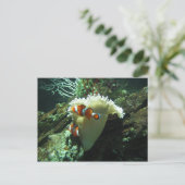 Carte Postale Poisson clown (Debout devant)