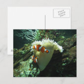 Carte Postale Poisson clown (Devant / Derrière)