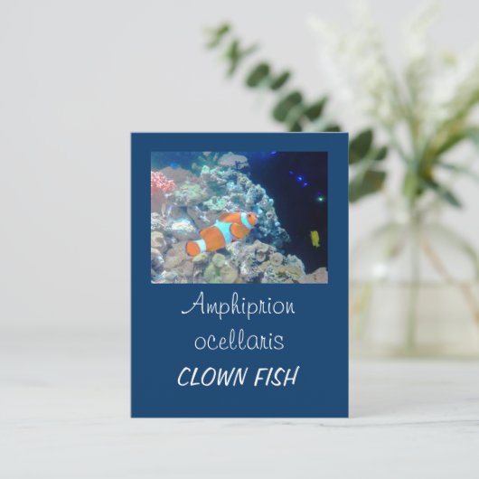 Carte Postale Poisson clown (Debout devant)