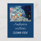 Carte Postale Poisson clown (Devant)