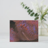 Carte Postale Poisson clown (Debout devant)
