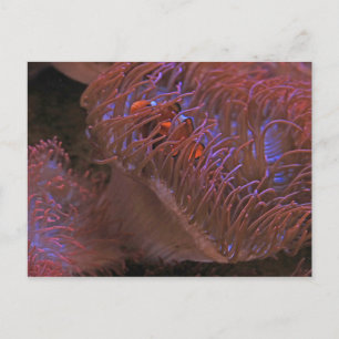 Carte Postale Poisson clown