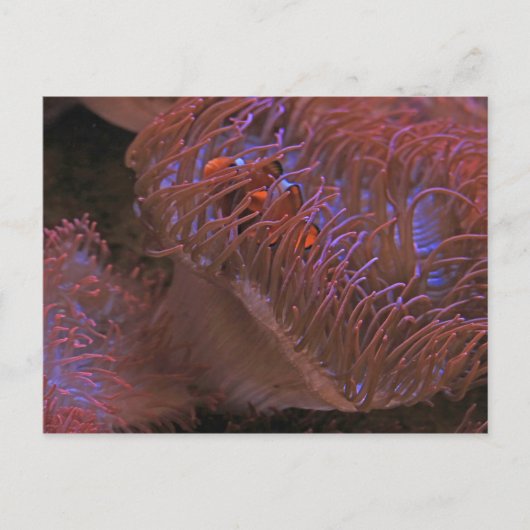 Carte Postale Poisson clown (Devant)