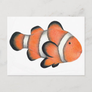 Carte Postale Poisson clown