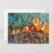 Carte Postale Poisson clown (Devant / Derrière)