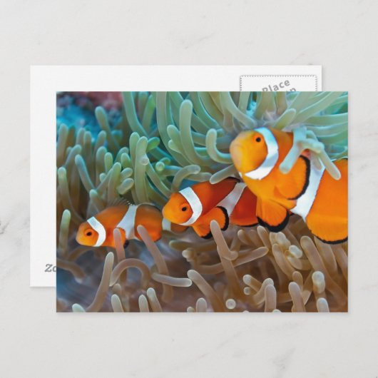 Carte Postale Poisson clown (Devant / Derrière)