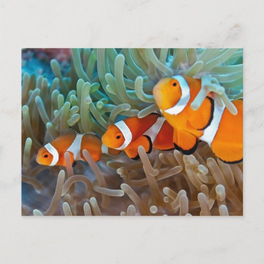 Carte Postale Poisson clown (Devant)