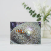 Carte Postale poisson clown 3 (Debout devant)