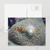 Carte Postale poisson clown 3 (Devant / Derrière)