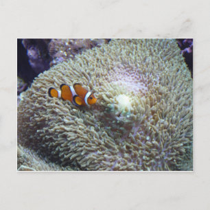 Carte Postale poisson clown 3