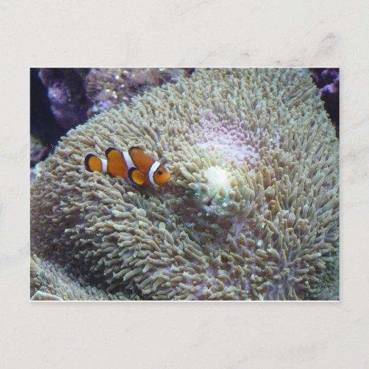 Carte Postale poisson clown 3 (Devant)