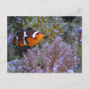 Carte Postale Poisson clown Anémone Coral sous l'eau mignonne Ph