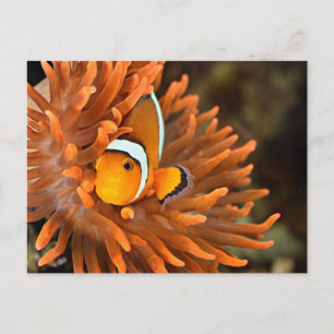 Carte Postale Poisson Clown Dans Aquarium Marine