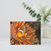 Carte Postale Poisson clown dans un aquarium marin (Debout devant)