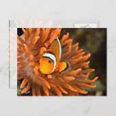 Carte Postale Poisson clown dans un aquarium marin (Devant / Derrière)