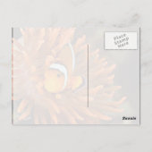 Carte Postale Poisson clown dans un aquarium marin (Dos)