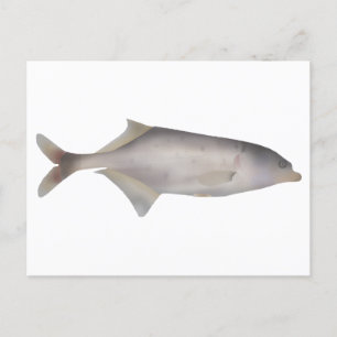 Carte Postale Poisson-coffre