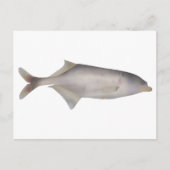 Carte Postale Poisson-coffre (Devant)