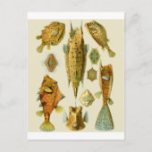 Carte Postale Poisson-coffre ou Poisson-vache (Devant)