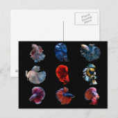 Carte postale Poisson Coloré (Devant / Derrière)