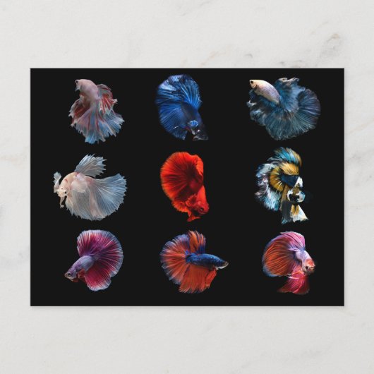 Carte postale Poisson Coloré (Devant)