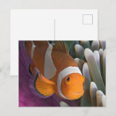 Carte Postale Poisson d'anémone clown occidental (Devant / Derrière)