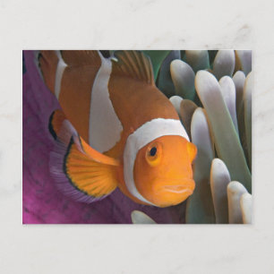 Carte Postale Poisson d'anémone clown occidental