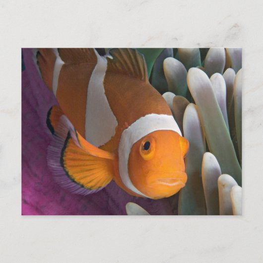 Carte Postale Poisson d'anémone clown occidental (Devant)
