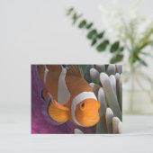 Carte Postale Poisson d'anémone clown occidental (Debout devant)