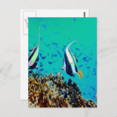 Carte postale Poisson dans les eaux Fidji (Devant / Derrière)