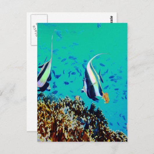 Carte postale Poisson dans les eaux Fidji (Devant / Derrière)