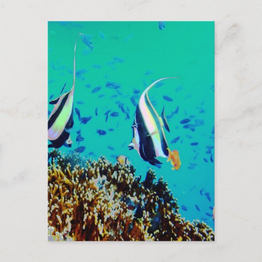 Carte postale Poisson dans les eaux Fidji (Devant)