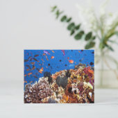 Carte postale Poisson dans les eaux Fidji (Debout devant)